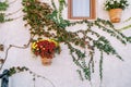 Clay pots with colorful flowers hang on the wall of the house entwined with green ivy Royalty Free Stock Photo