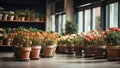 clay pots with orange flowers stand on the floor of flower shop