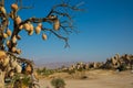 Clay pots on the tree. Rock churches and pigeon lofts. Sword valley, Goreme, Cappadocia, Anatolia, Turkey