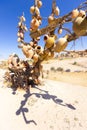 Clay pots on the tree. Rock churches and pigeon lofts. Sword valley, Goreme, Cappadocia, Anatolia, Turkey. Popular