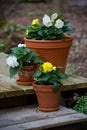 Clay Pots with White and Yellow Begonias