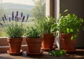 Clay pots on a windowsill display a selection of herbs and lavender in this serene Royalty Free Stock Photo