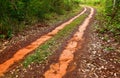 Clay road in forest.