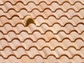 Clay roof tiles