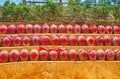 The clay terraces with jars of fermenting wine, on May 6 in Ban Rak Thai village, Thailand Royalty Free Stock Photo