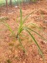 clay texture overgrown with weeds in Kalimantan 2