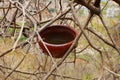 Clay water pots for birds hanging on a tree.