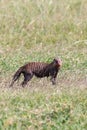 Clayey Banded mongooses in the the grass Royalty Free Stock Photo