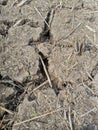 clayey soil dries out extensively and contracts, resulting in cracks during the dry period.