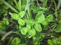 Claytonia perfoliata, is a flowering plant in the Montiaceae family. It is a fleshy, herbaceous Royalty Free Stock Photo