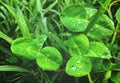 Claytonia perfoliata, is a flowering plant in the Montiaceae family. It is a fleshy, herbaceous Royalty Free Stock Photo