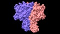 CryoEM structure of the human ClC-1 chloride channel homodimer, cystathionine-ÃÂ²-synthase domain state 1-3