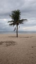 clean and beautiful beachside coconut trees on the island of Bali