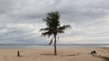 clean and beautiful beachside coconut trees on the island of Bali