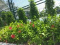 a clean and beautiful flowered garden by the footpath with lush green foliage