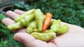 Clean cayenne pepper on the palm of your hand Royalty Free Stock Photo