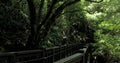 Clean and cool wooden plank road in the forest