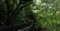 Forest, clean, cool, boardwalk, trail