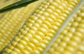 Clean corn after washing with drops. Corn close-up. Yellow corn kernels on the cob macro photography. On corn grains Royalty Free Stock Photo