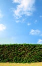 Clean cut hedge against a bright blue sky Royalty Free Stock Photo