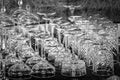 Clean empty crystal glasses in the bar Royalty Free Stock Photo