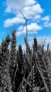 Clean energy windmill from the field of wheat, organic Royalty Free Stock Photo