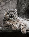 Clean eyes look Chic pose domineering look. Powerful  predatory cat snow leopard sits on a rock close-up Royalty Free Stock Photo