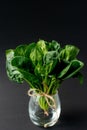 Clean food concept. Bunch of leaves of fresh organic spinach greens in a glass on a black background. Healthy detox spring-summer Royalty Free Stock Photo