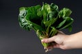 Clean food concept. Bunch of leaves of fresh organic spinach greens in hand on a black background. Healthy detox spring-summer Royalty Free Stock Photo