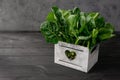 Clean food concept. Leaves of fresh organic spinach greens in a wooden box on a black background. Healthy detox spring-summer diet Royalty Free Stock Photo