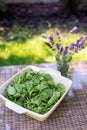 Clean food concept. Leaves of ripe juicy freshly picked organic baby spinach greens on the table. Healthy detox spring-summer diet Royalty Free Stock Photo