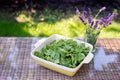 Clean food concept. Leaves of ripe juicy freshly picked organic baby spinach greens on the table. Healthy detox spring-summer diet Royalty Free Stock Photo