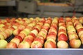 Clean fresh apples moving on conveyor in a fruit packing warehouse Royalty Free Stock Photo