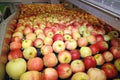 Clean fresh apples moving on conveyor in a fruit packing warehouse Royalty Free Stock Photo