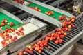 Clean and fresh gala apples on a conveyor belt in a fruit packaging warehouse Royalty Free Stock Photo