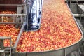 Clean and fresh gala apples on a conveyor belt in a fruit packaging warehouse Royalty Free Stock Photo