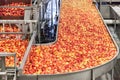 Clean and fresh gala apples on a conveyor belt in a fruit packaging warehouse Royalty Free Stock Photo