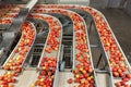 Clean and fresh gala apples on a conveyor belt in a fruit packaging warehouse Royalty Free Stock Photo