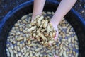 Clean fresh peanuts in water after harvest Royalty Free Stock Photo