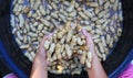 Clean fresh peanuts in water after harvest Royalty Free Stock Photo