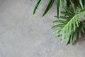 Clean gray concrete cement solid wall floor with part of plant leaf for backgrounds with copy space