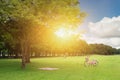 Clean green park grass and tree with blue sky