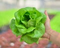 Clean hydroponic Butterhead lettuce, perfect veggie dish for health-lovers