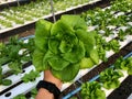 Clean hydroponic Butterhead lettuce, perfect veggie dish for health-lovers