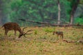 A clean image of Indian Jackal, Canis aureus and spotted deer encounter Royalty Free Stock Photo