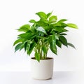 A clean image of a large leafy house plant in a white pot on a white background