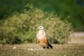 A clean image of long-legged buzzard or buteo rufinus portrait Royalty Free Stock Photo
