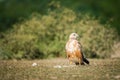 A clean image of long-legged buzzard or buteo rufinus portrait Royalty Free Stock Photo