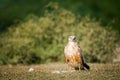 A clean image of long-legged buzzard or buteo rufinus portrait Royalty Free Stock Photo