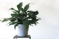 Clean interior with stand and peace lily plant on empty white wall background for text Royalty Free Stock Photo